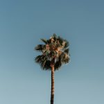 Do You Need to Learn the Local Languages to Belong in Barcelona?